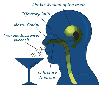 Can-the-Smell-of-Alcohol-Affect-Behavior_diagram1