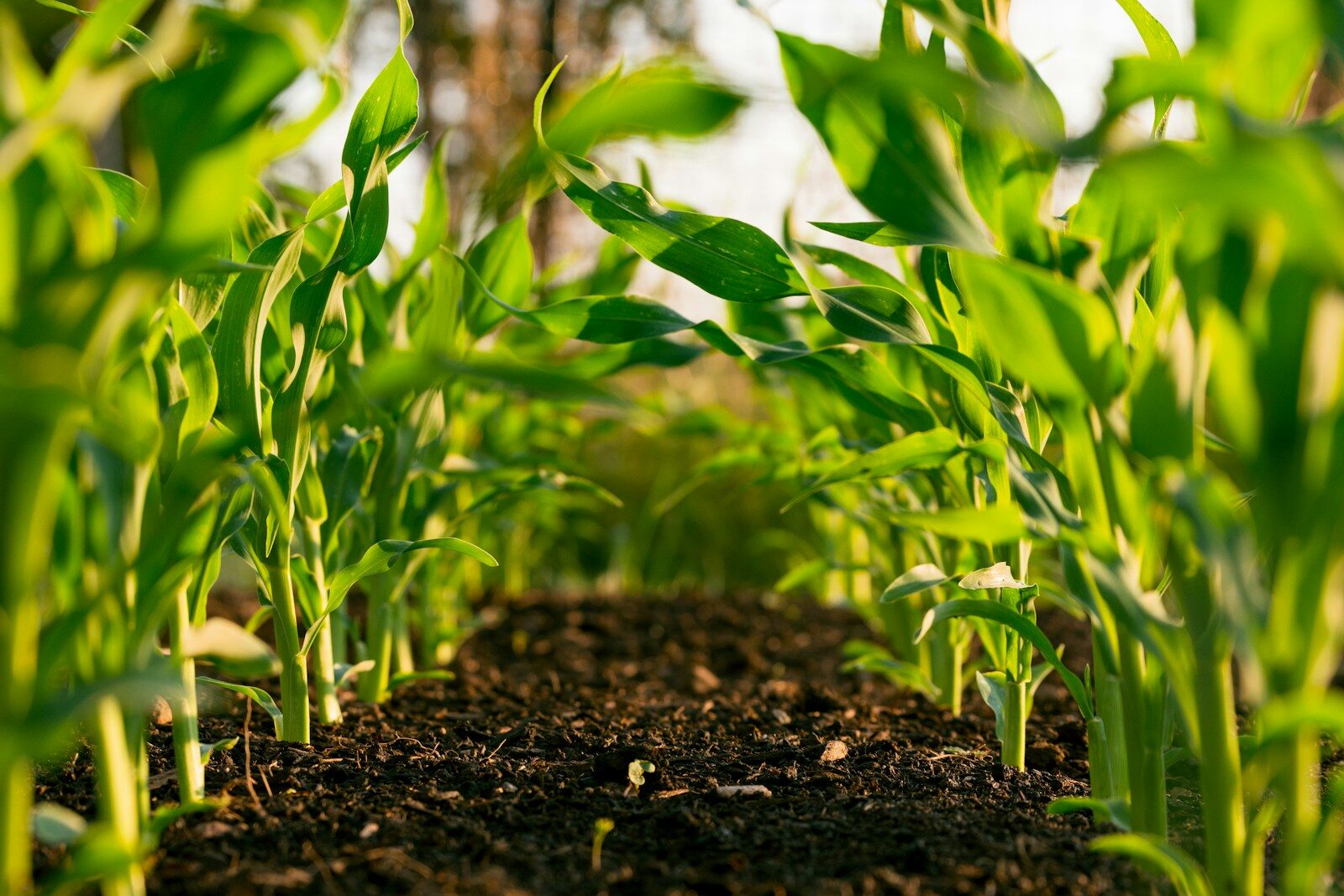 Photo by Steven Weeks green plant on brown soil