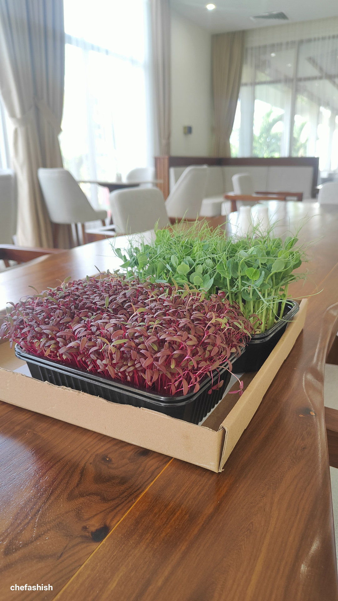 Microgreens trays restaurant table